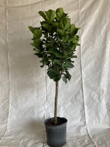 Ficus Lyrata Little Fiddle STD / Tree <br />(Ficus Lyrata)