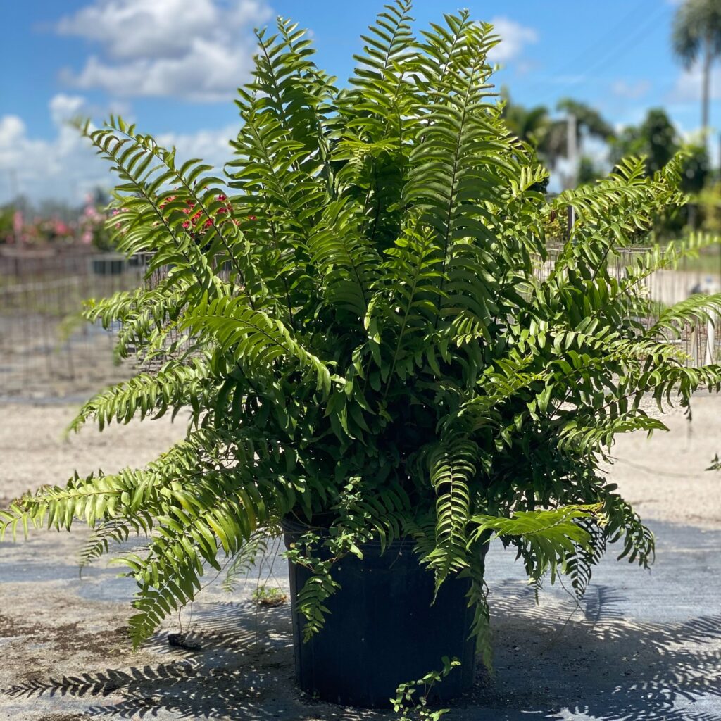 Fern Macho – Country Joe's Nursery, Inc.