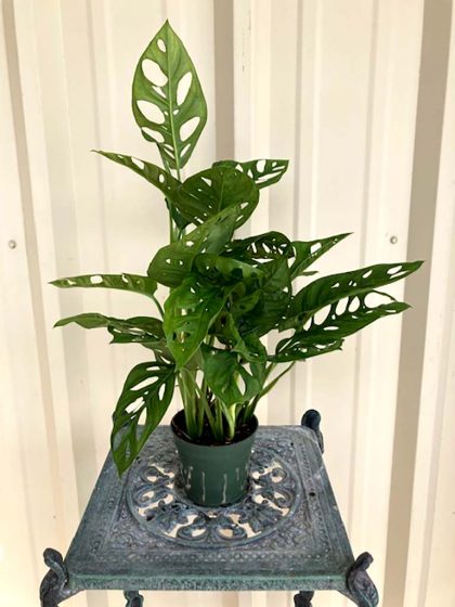 Philodendron Swiss Cheese Bush