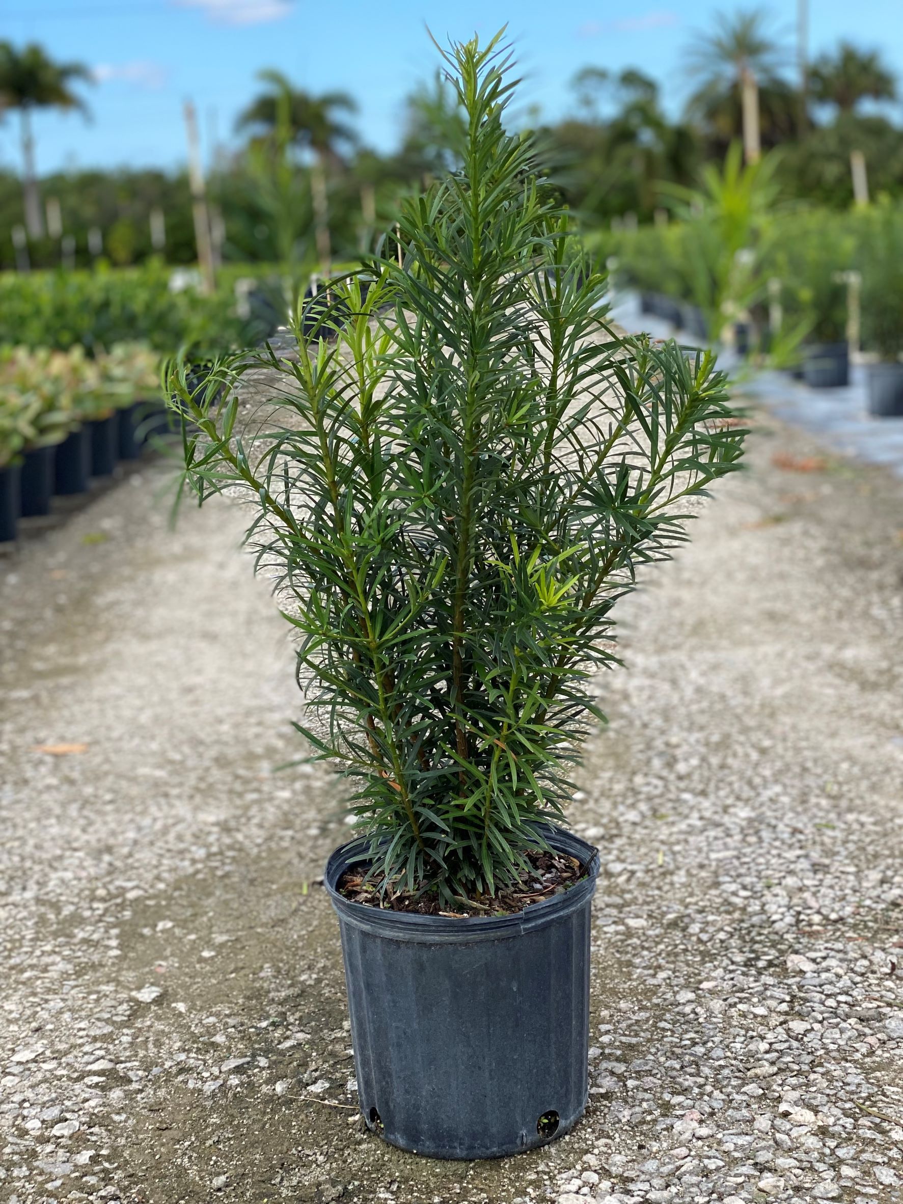 Podocarpus Maki Bush – Country Joe's Nursery Shop