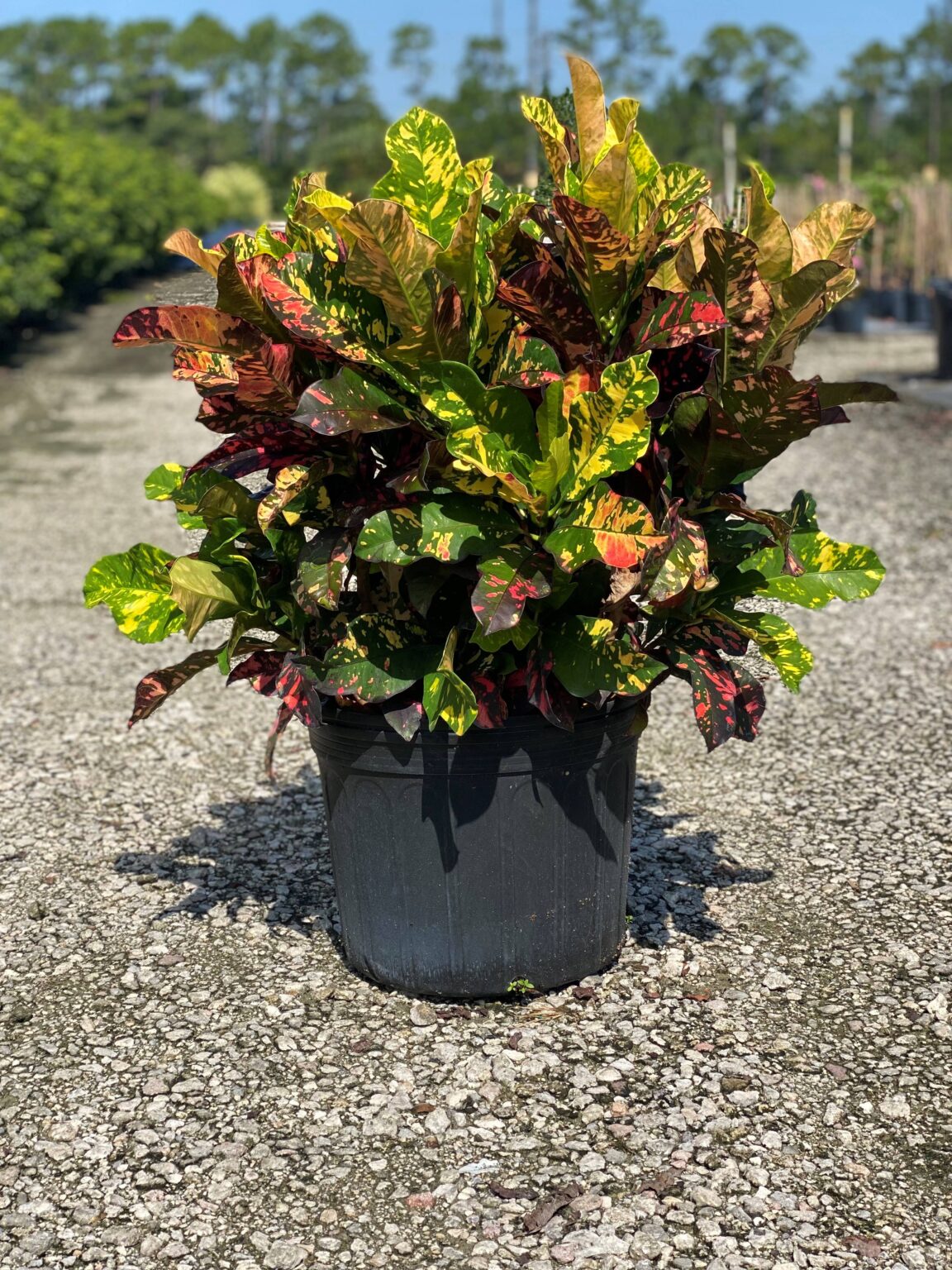 Croton Magnificent Country Joe's Nursery, Inc.