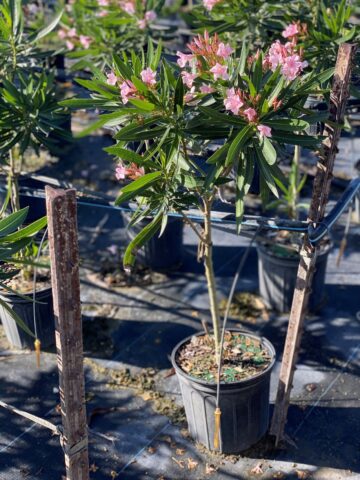 Oleander Ice Pink Standard
