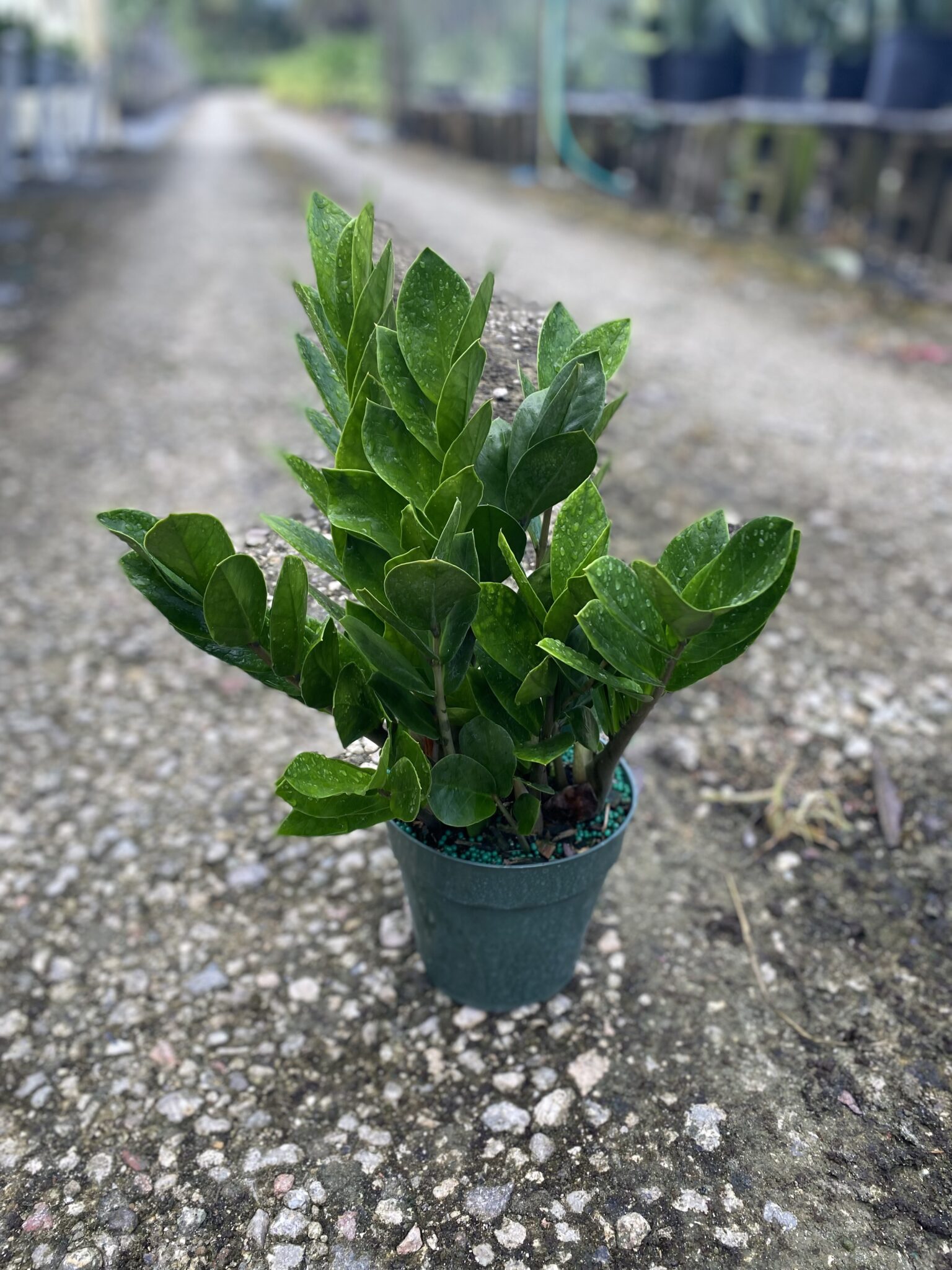 Country Joe's Nursery, Inc.